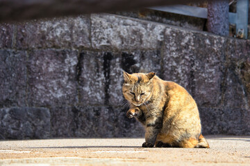 のんびり過ごしている可愛いキジトラの野良