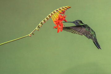 mexican or green violetear (colibri thalassinus) in feeding in flight on flower