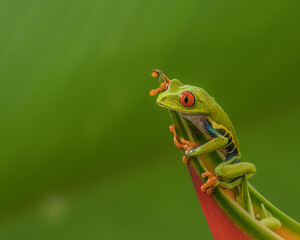Red-eyed tree frog or monkey frog (agalychnis callidryas),