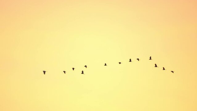 Close up bird flock flying on sky background of slow motion 