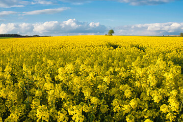 Frühlings Landschaft mit blühenden Rapsfeldern