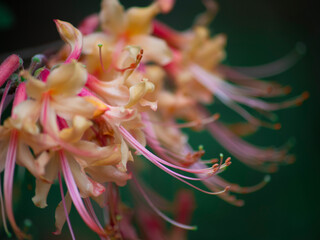 closeup of a honeysuckle flower
