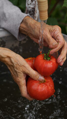 an elderly woman washes a tomato crop in her hands in the backyard in the home garden. close-up hands, water drops, concept of organic farming, home vegetable garden, clean food and farming