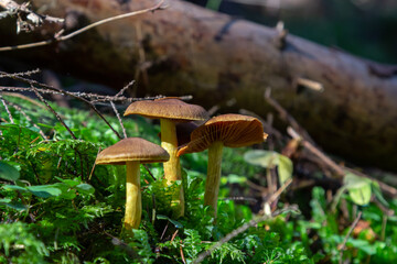 Gymnopus hariolorum mushrooms on the old stump