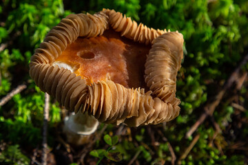 Gymnopus hariolorum mushrooms on the old stump