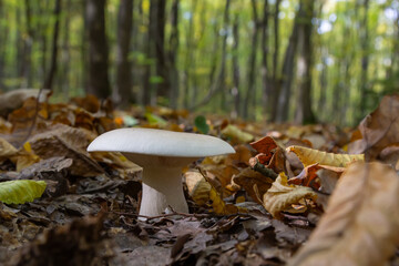 Edible mushroom Clitocybe nebularis in the beech forest. Known as Lepista nebularis, clouded agaric or cloud funnel. Wild mushrooms in the leaves. Autumn time in the forest