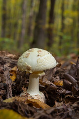 Inedible mushroom Amanita citrina in the forest. Known as false death cap or Citron Amanita