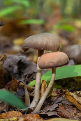 Close up of some psathyrellaceae or brittle stems a family of fungi on some green moss
