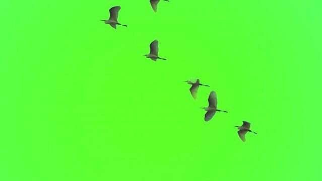 Flock of bird flying slow motion on green screen background