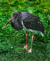 Black stork on the lawn. Latin name - Ciconia nigra	