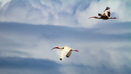 American white ibis flying in Marino Ballena National Park, Costa Rica. Clouds in the background