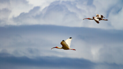 American white ibis flying in Marino Ballena National Park, Costa Rica. Clouds in the background