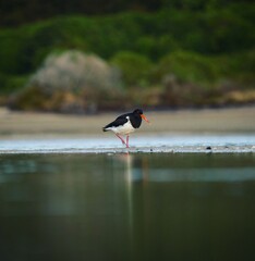 Black and white South Island pied oystercatcher walking along river water in Abel Tasman National...