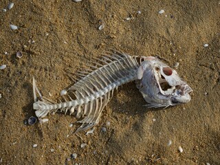 Incomplete decomposed fish bone carcass skeleton washed up ashore on sand beach in Abel Tasman National Park New Zealand