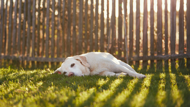 Cute dog lying in grass. Labrador retriever waiting behind fence in back yard..
