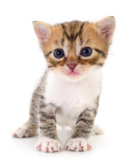 Kitten on white background.