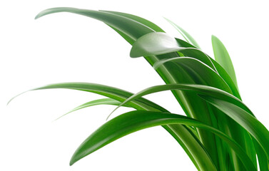 Fototapeta premium Green grass leaves.