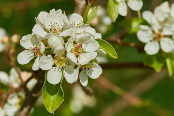 Birnbaum Blüten auf einer Streuobstwiese