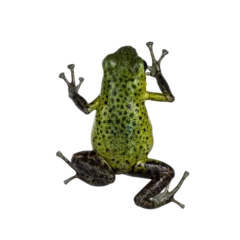 Poster Oophaga pumilio Punta Laurent frog on transparent. Top view isolated cutout on transparent background. © Nynke