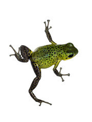 Oophaga pumilio Punta Laurent frog on transparent. Top view isolated cutout on transparent background.