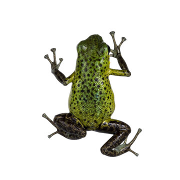 Oophaga pumilio Punta Laurent frog on transparent. Top view isolated cutout on transparent background.