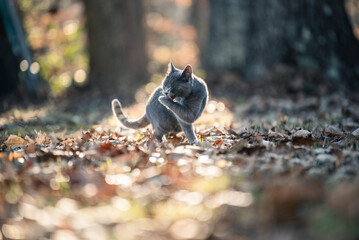 Russian Blue Cat Licks Her Paw in the Rare Golden Sunlight of Winter Wood