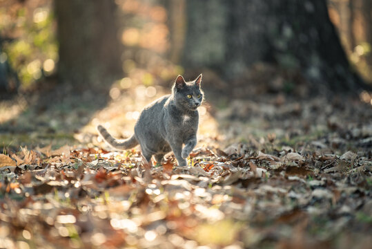 Portrait of a Russian Blue Cat Plays in Setting Sun of Wintery Woods