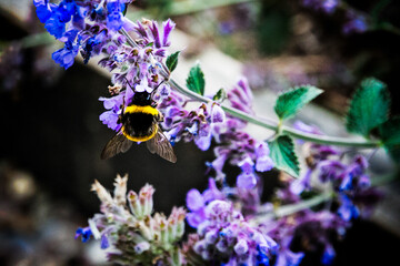Bee on a flower 1