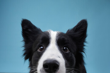 Funny Black and white Border Collie. Cute dog on a blue background in studio, Close-up 