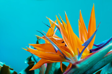 Tropical exotic flower, Closeup of Bird of Paradise or strelitzia reginae bouquet blooming on blue...