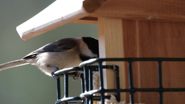A chickadee on a suet feeder