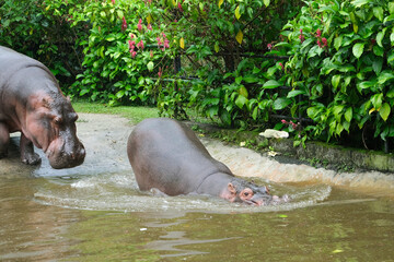 Hippopotamus amphibius at the zoo. Sad and unhappy animals at the zoo. Selective focus.