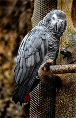 African grey parrot. Latin name - Psittacus erithacus	
