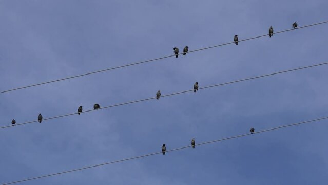  birds migratory artistically processed on the wire