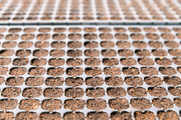 farmer prepare soil in tray for salad vegetable seeding in farm garden for growth salad vegetable for healthy lifestyle and vegan vegetarian food