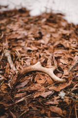 whitetail deer shed antler
