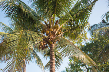 Coconut on tree in beach side of Kerala.