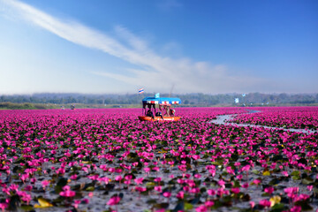 Scenic View in High Season travel Red lotus sea, Beautiful nature Landscape red Lotus sea in the morning have fog blurred background with tourist and folkways, Thailand, Udon Thani.Selective Focus.