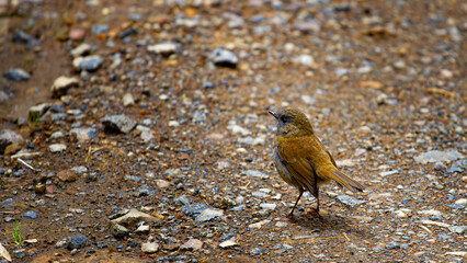 Beautiful endemic small little brown black billed nightingale thrush spotted in Los Quetzales National Park, Costa Rica