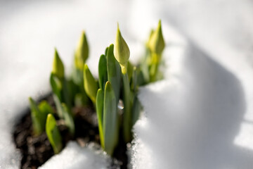 Early spring narcissus daffodil flower growing in the snow.