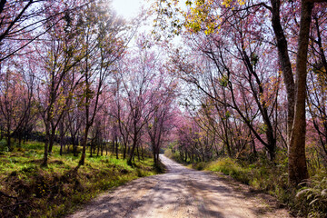 Beautiful pink sakura Flower at phu lom lo Loei, Thailand., Wild Himalayan Cherry., Prunus cerasoides. soft selected focus