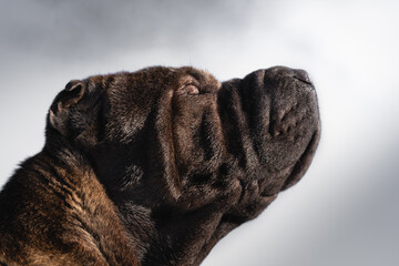 sharpei mirando al cielo