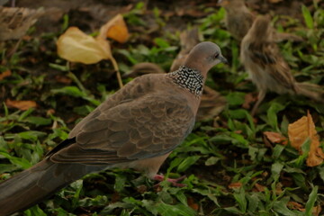 Spotted Dove bird in Oahu, Hawaii