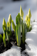 Early spring narcissus daffodil flower growing in the snow.