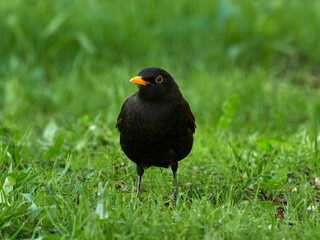 European blackbird in a natural environment. Turdus merula. 