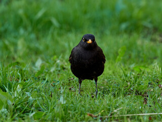 European blackbird in a natural environment. Turdus merula. 