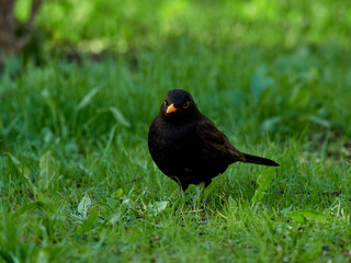European blackbird in a natural environment. Turdus merula. 