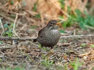 European blackbird in a natural environment. Turdus merula. 