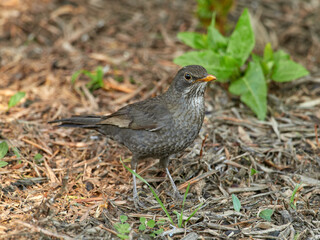 European blackbird in a natural environment. Turdus merula. 