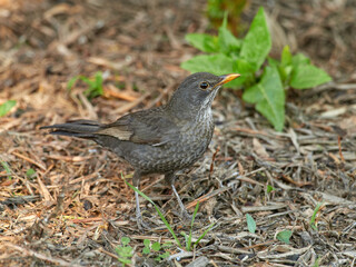 Obraz premium European blackbird in a natural environment. Turdus merula. 